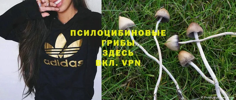 omg tor  Краснознаменск  Галлюциногенные грибы Cubensis 